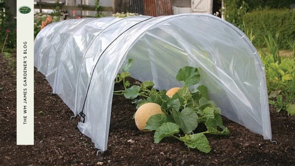 Polytunnel vs. Greenhouse vs. Cold Frame: Which is Best for Your Garden?